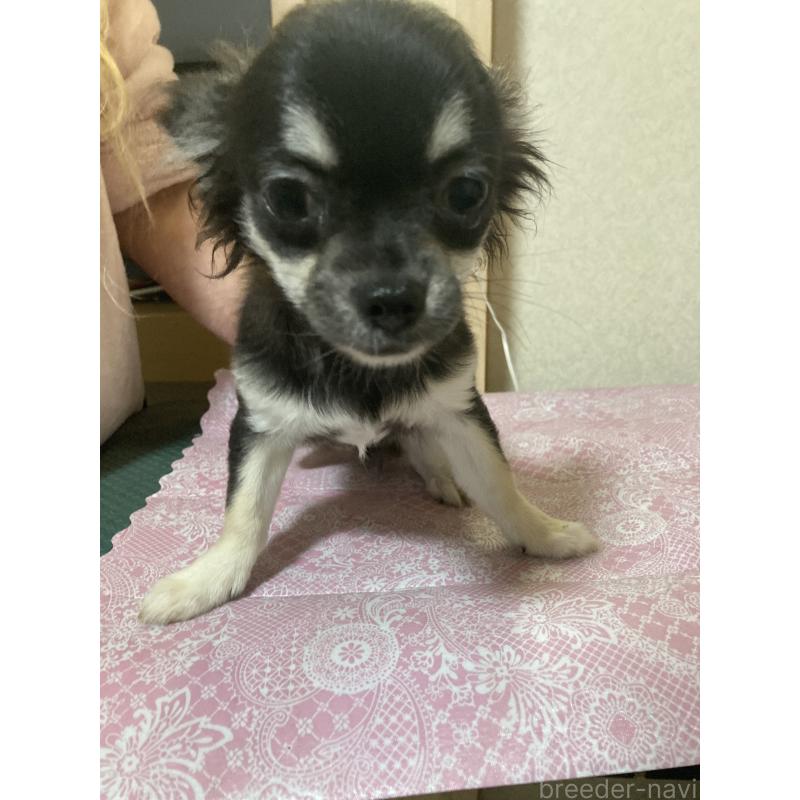 販売中の千葉県のチワワ(ロングコート)-427950の7枚目