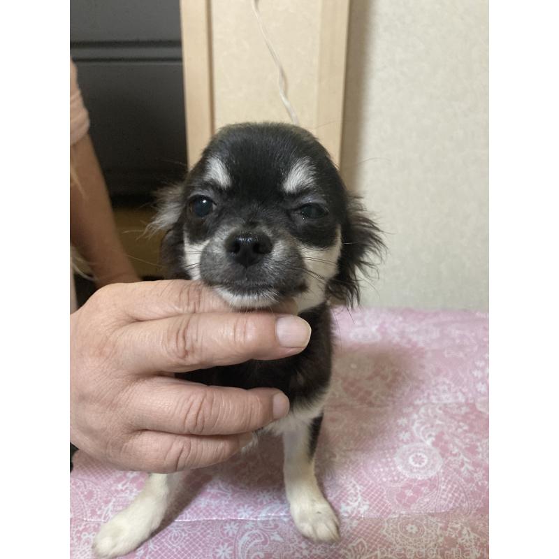 販売中の千葉県のチワワ(ロングコート)-427950の6枚目