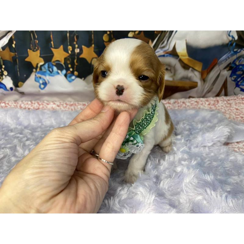 販売中の神奈川県のキャバリアキングチャールズスパニエル-426507