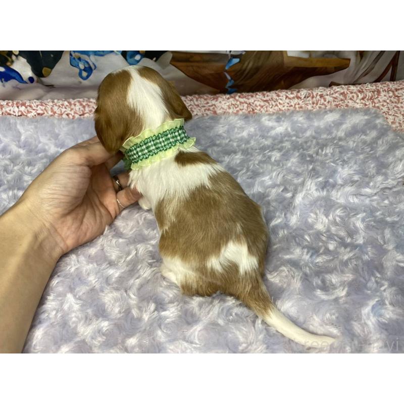 販売中の神奈川県のキャバリアキングチャールズスパニエル-426507の7枚目
