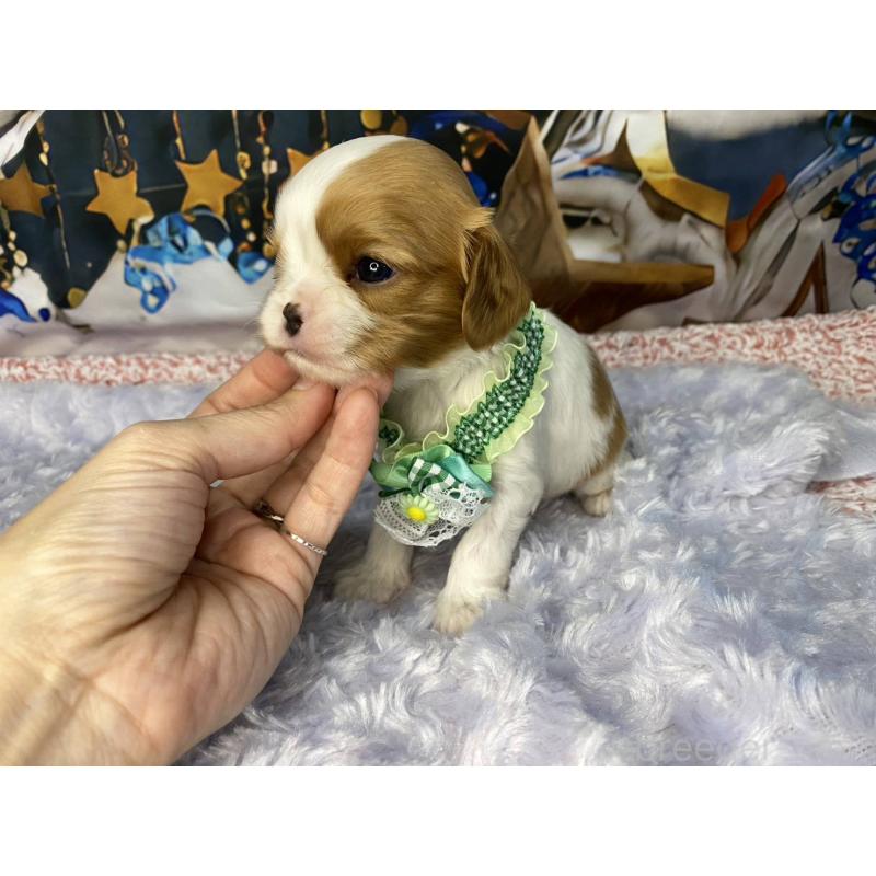 販売中の神奈川県のキャバリアキングチャールズスパニエル-426507の6枚目