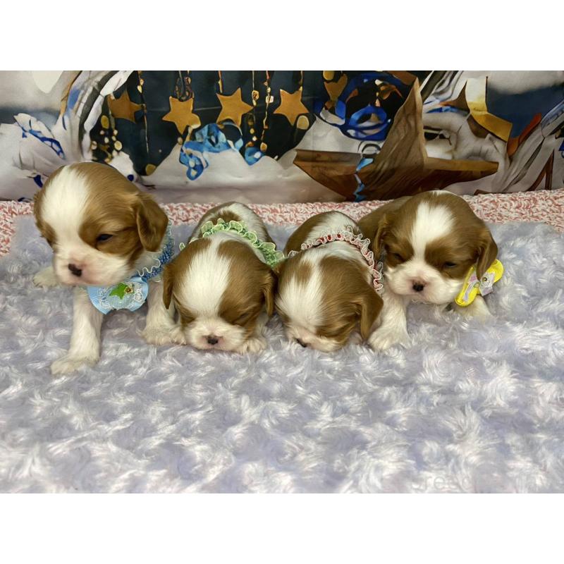 販売中の神奈川県のキャバリアキングチャールズスパニエル-426507の3枚目