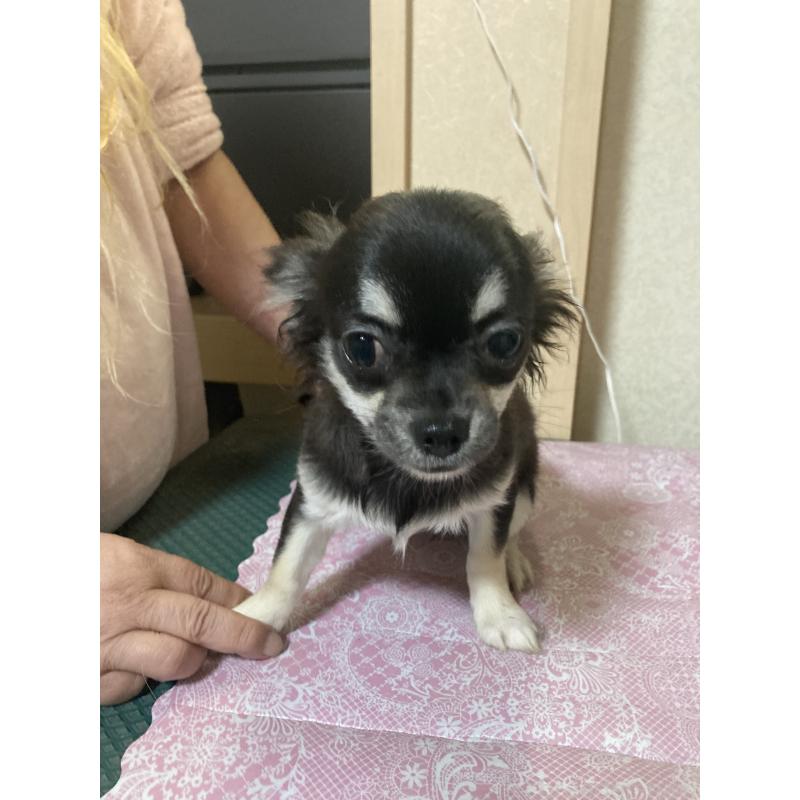 販売中の千葉県のチワワ(ロングコート)-427950の3枚目