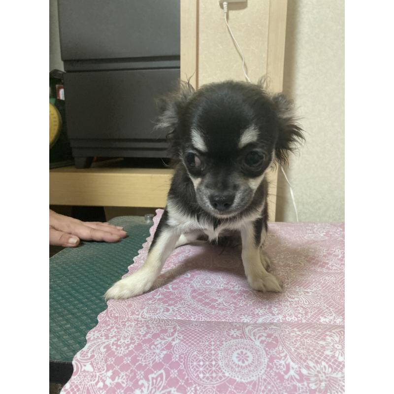 販売中の千葉県のチワワ(ロングコート)-427950の2枚目