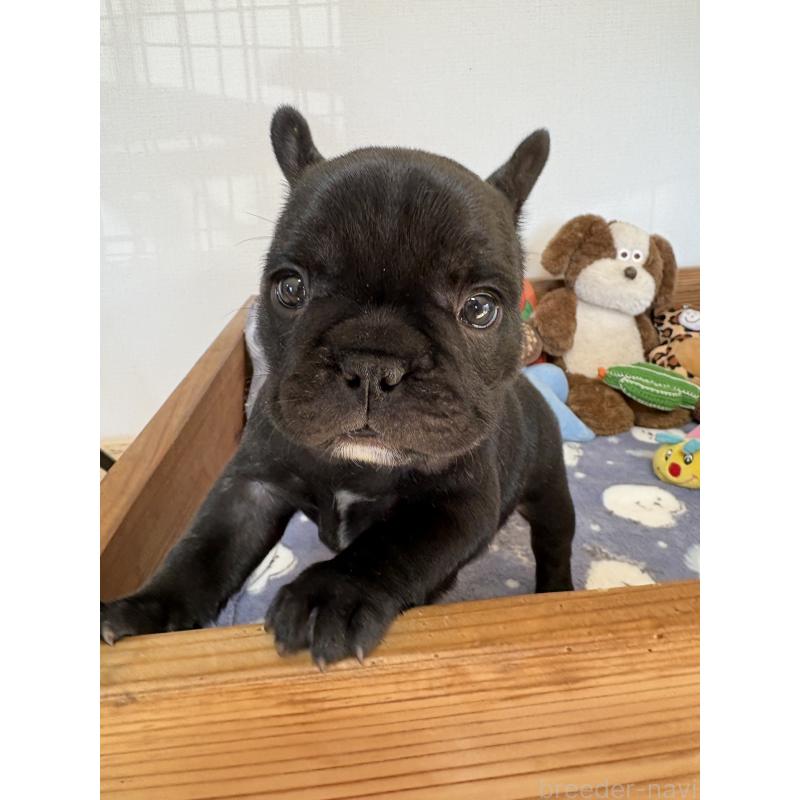 販売中の群馬県のフレンチブルドッグ-427951の6枚目