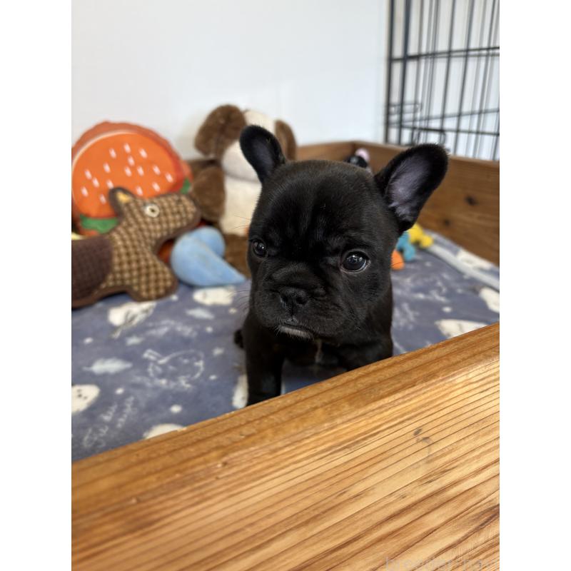 販売中の群馬県のフレンチブルドッグ-427951の5枚目