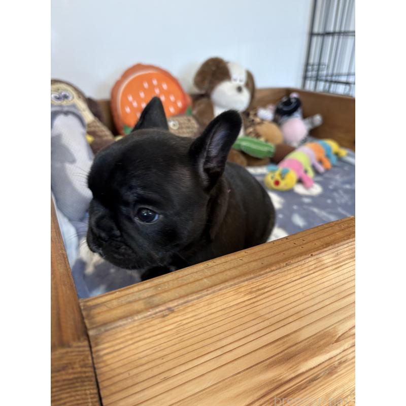 販売中の群馬県のフレンチブルドッグ-427951の4枚目