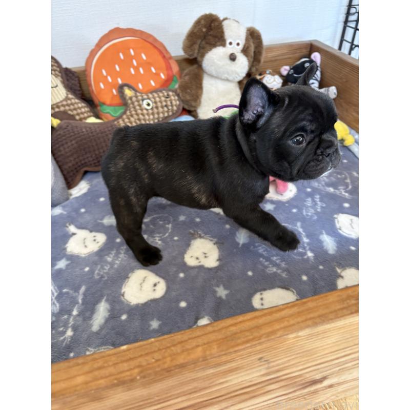 販売中の群馬県のフレンチブルドッグ-427951の3枚目