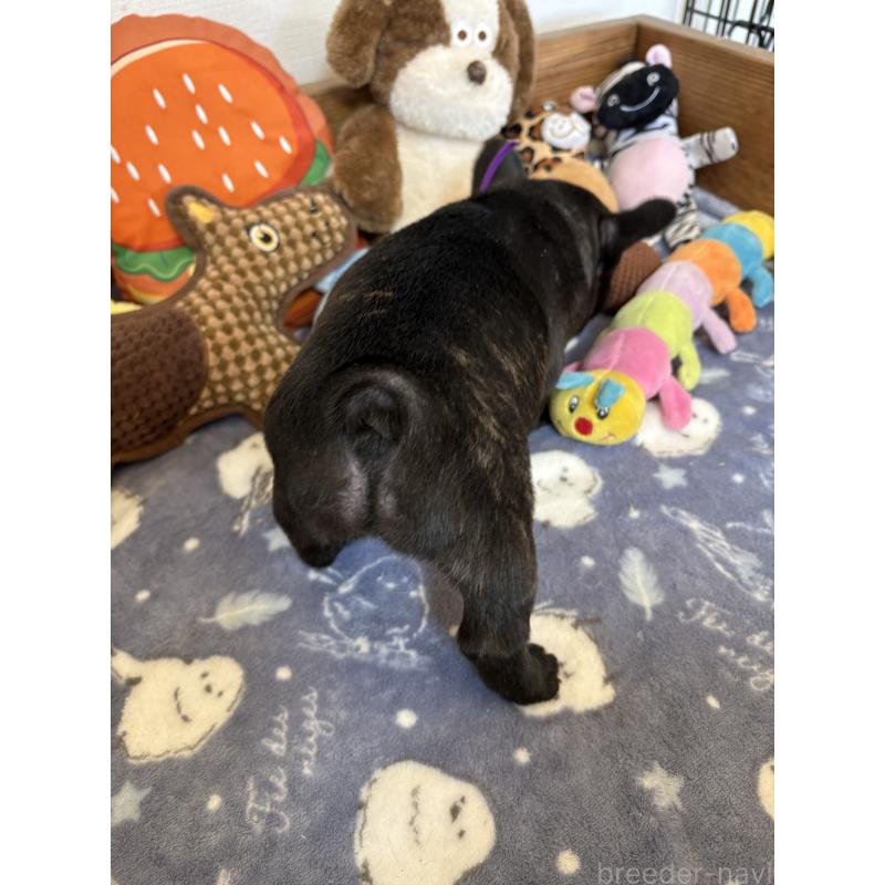 販売中の群馬県のフレンチブルドッグ-427951の2枚目