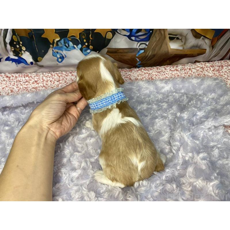 販売中の神奈川県のキャバリアキングチャールズスパニエル-426499の5枚目