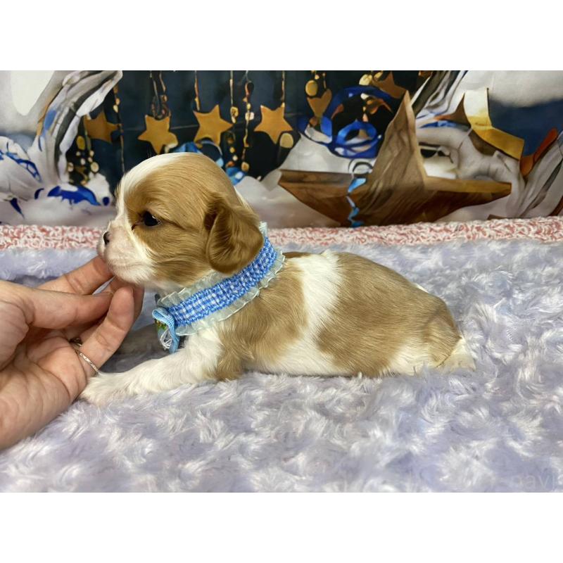 販売中の神奈川県のキャバリアキングチャールズスパニエル-426499の4枚目