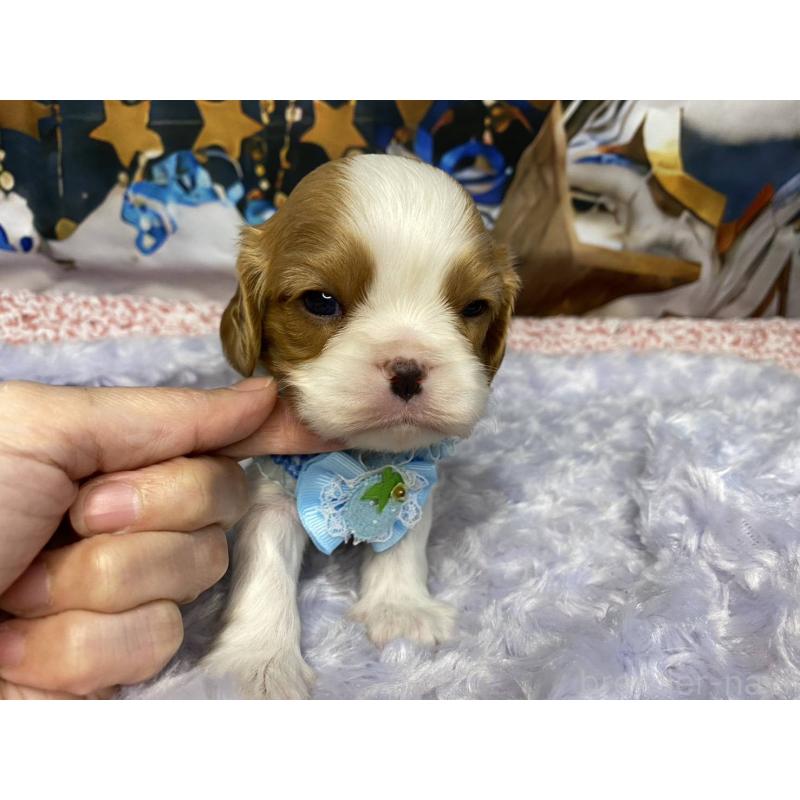 販売中の神奈川県のキャバリアキングチャールズスパニエル-426499