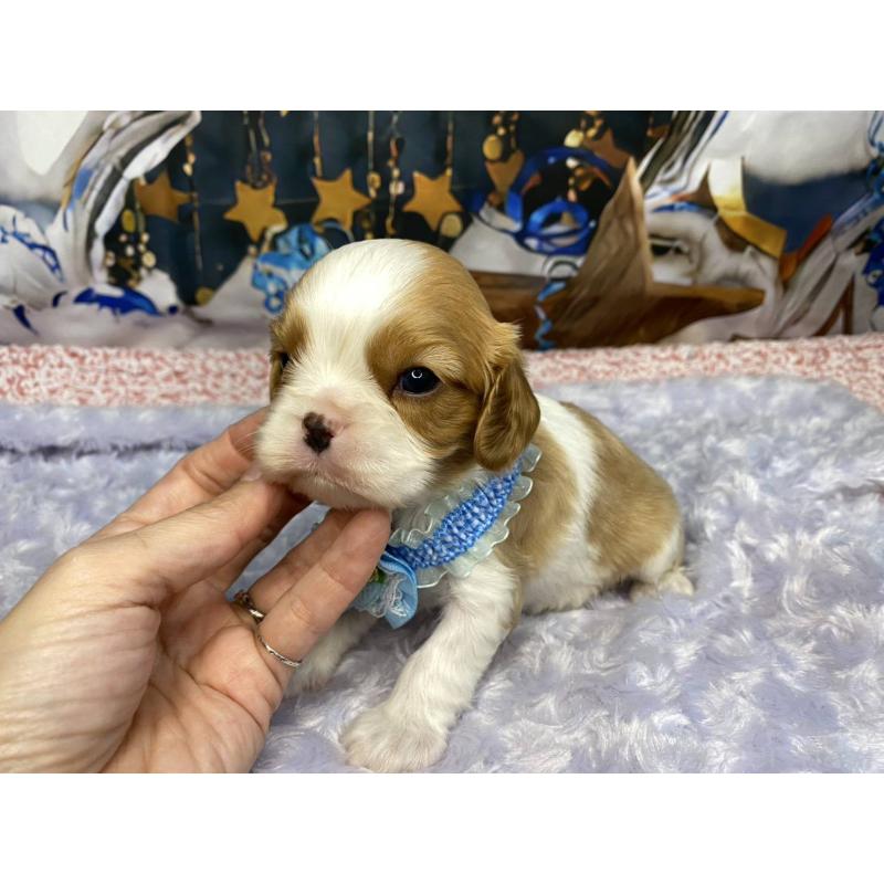 販売中の神奈川県のキャバリアキングチャールズスパニエル-426499の3枚目