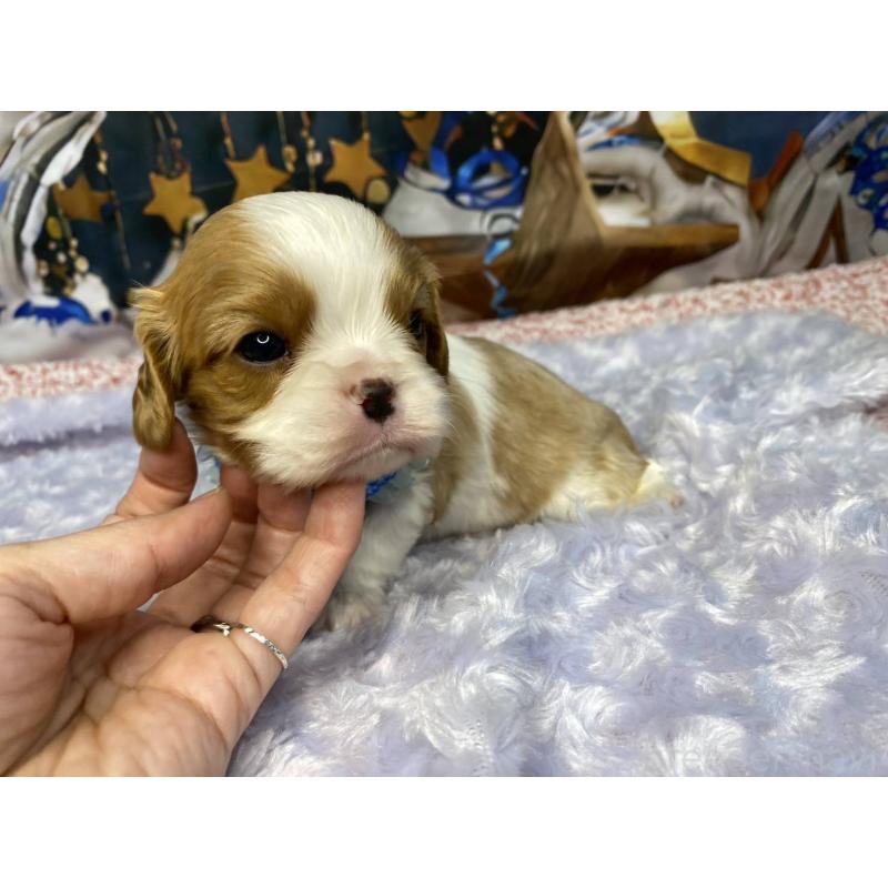 販売中の神奈川県のキャバリアキングチャールズスパニエル-426499の2枚目