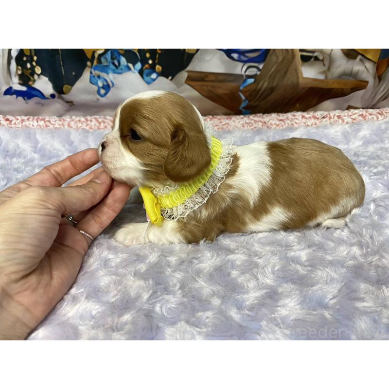 販売中の神奈川県のキャバリアキングチャールズスパニエル-426496の4枚目