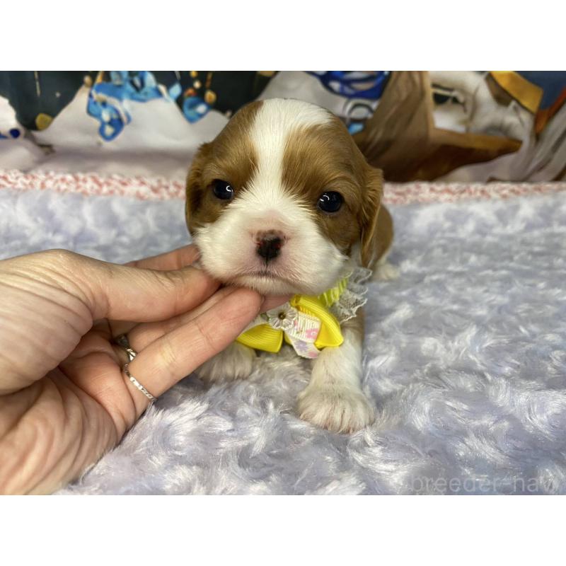 販売中の神奈川県のキャバリアキングチャールズスパニエル-426496