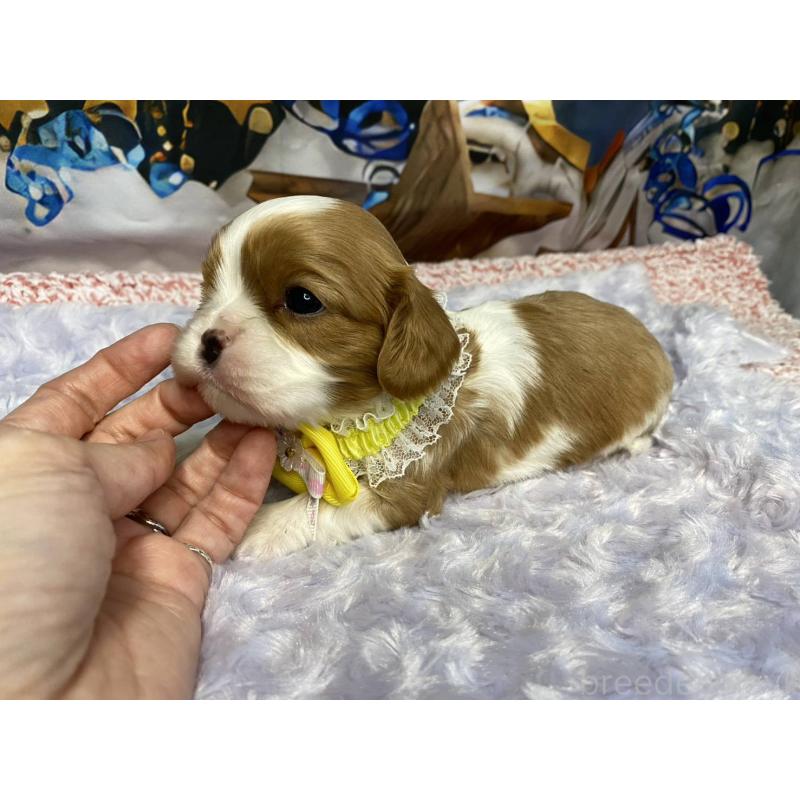 販売中の神奈川県のキャバリアキングチャールズスパニエル-426496の3枚目