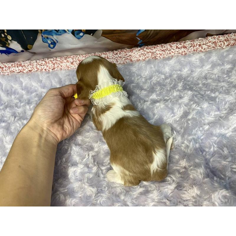 販売中の神奈川県のキャバリアキングチャールズスパニエル-426496の2枚目