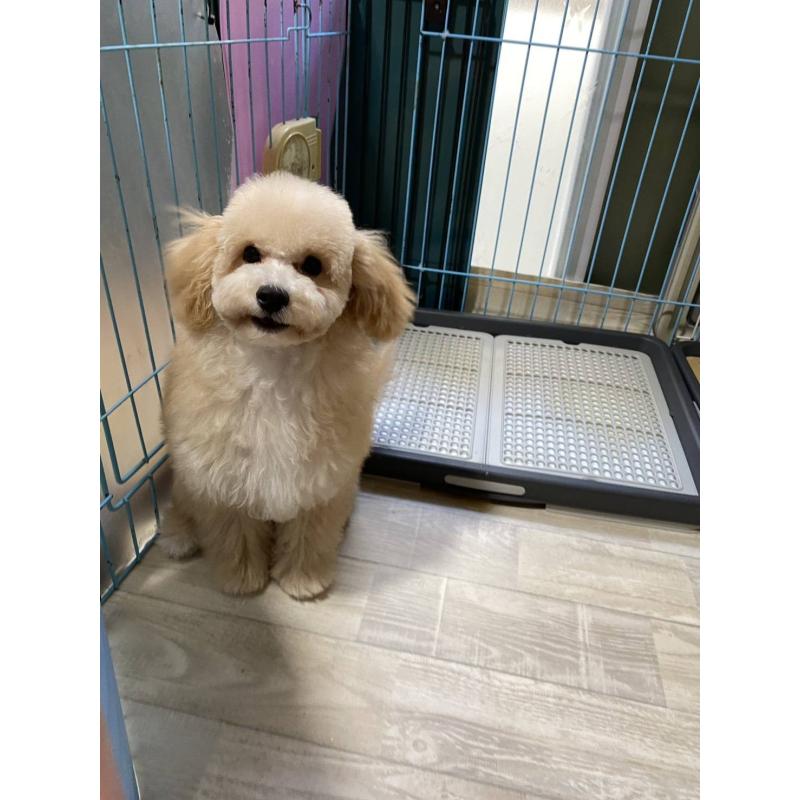 販売中の神奈川県のマルプー:マルチーズ×トイプードル-404066の4枚目