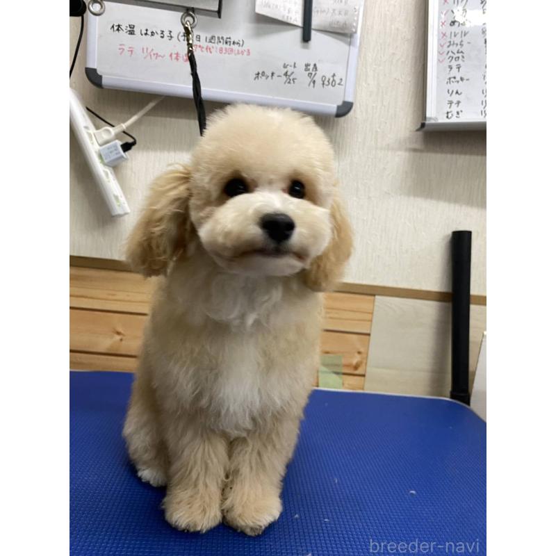 販売中の神奈川県のマルプー:マルチーズ×トイプードル-404066