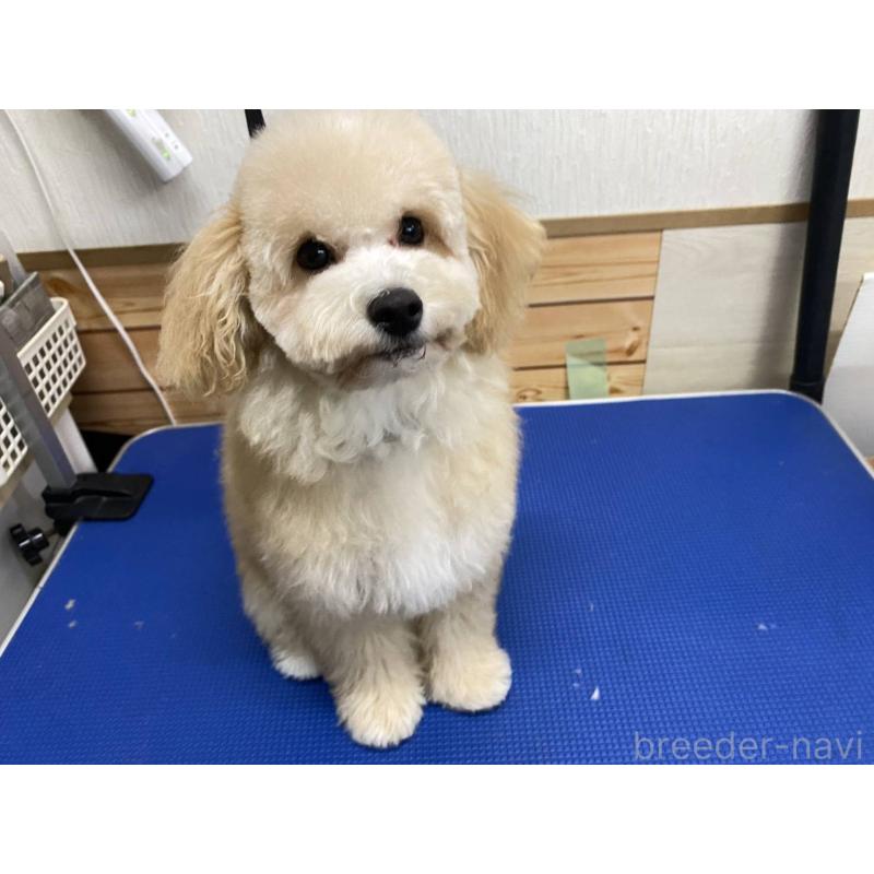 販売中の神奈川県のマルプー:マルチーズ×トイプードル-404066の3枚目