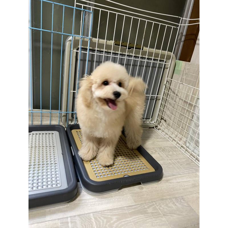 販売中の神奈川県のマルプー:マルチーズ×トイプードル-404066の2枚目