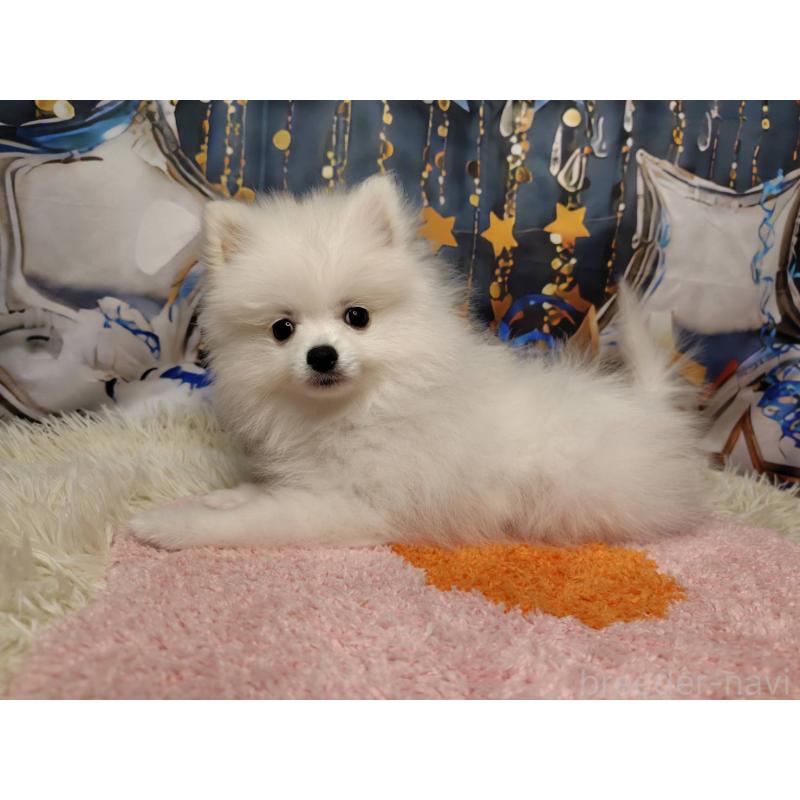 成約済の神奈川県のポメラニアン-417754