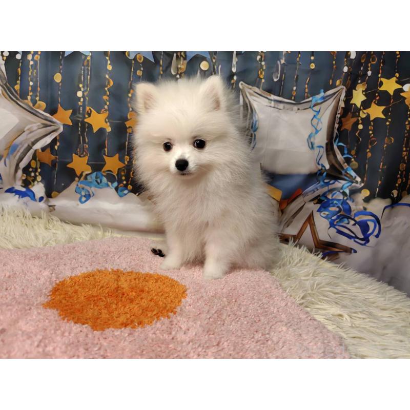 成約済の神奈川県のポメラニアン-417754の2枚目