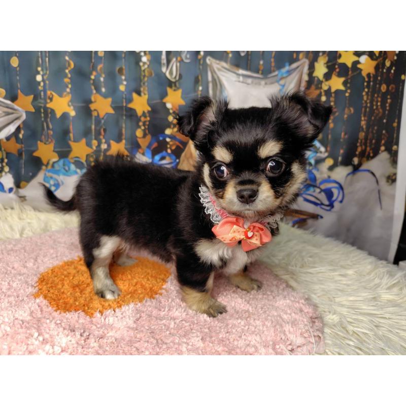 販売中の神奈川県のチワワ(ロングコート)-422505の5枚目