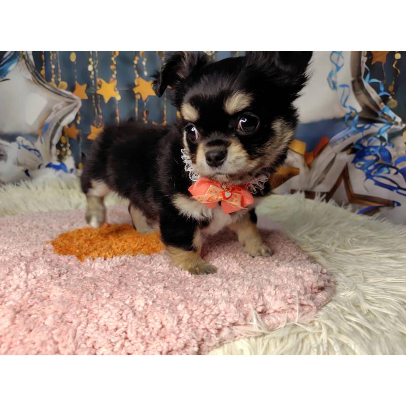 販売中の神奈川県のチワワ(ロングコート)-422505の4枚目