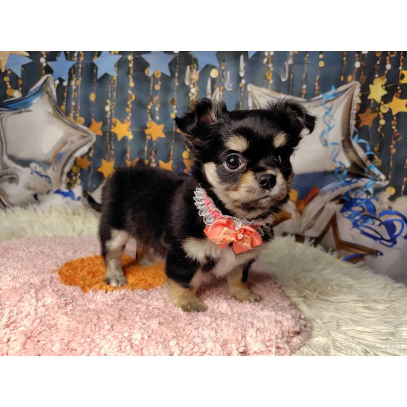 販売中の神奈川県のチワワ(ロングコート)-422505の3枚目