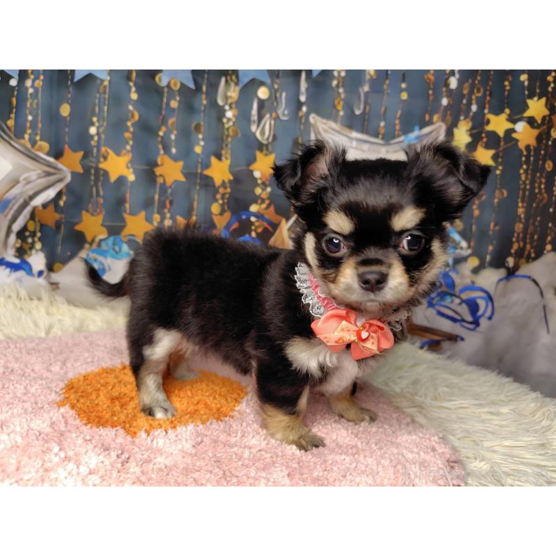 販売中の神奈川県のチワワ(ロングコート)-422505の2枚目