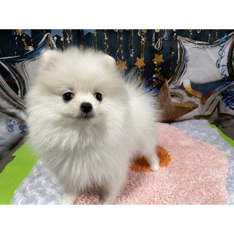 成約済の神奈川県のポメラニアン-417740の4枚目