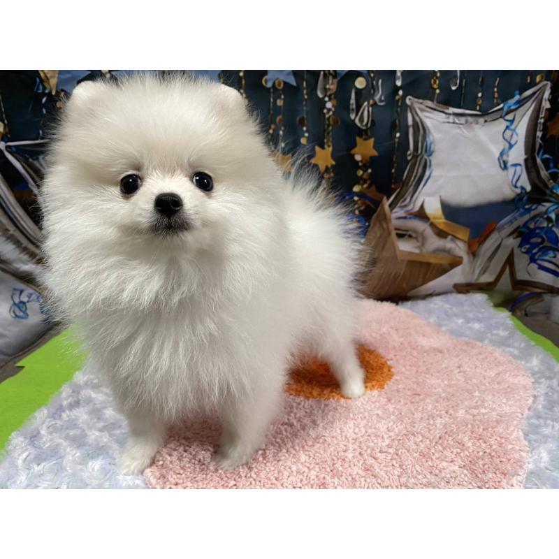 成約済の神奈川県のポメラニアン-417740の3枚目