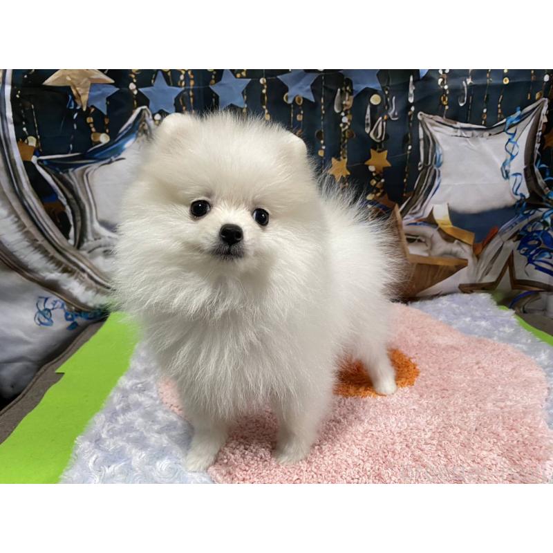 成約済の神奈川県のポメラニアン-417740