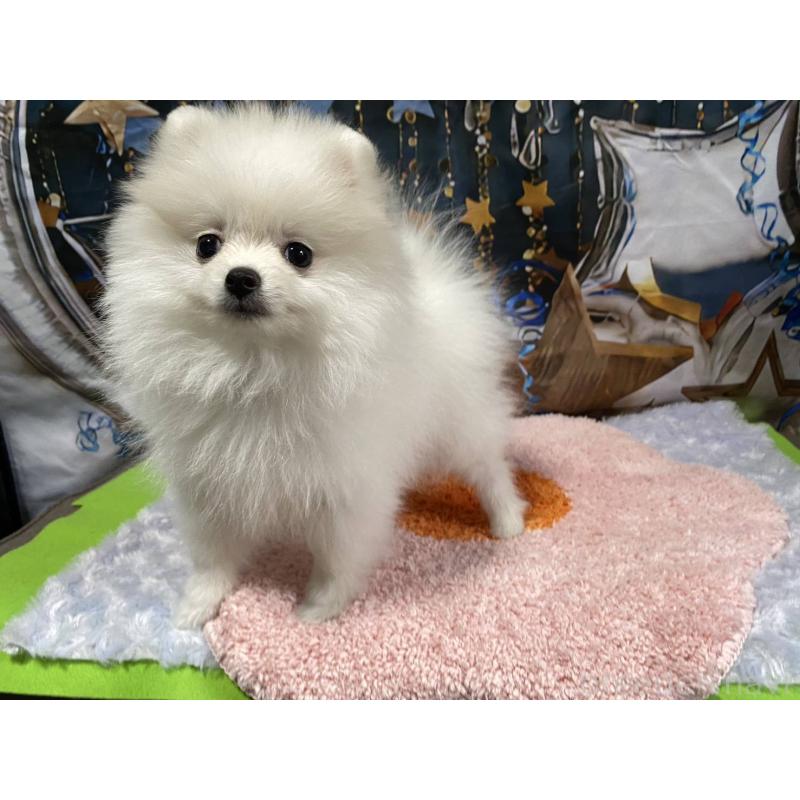 成約済の神奈川県のポメラニアン-417740の2枚目