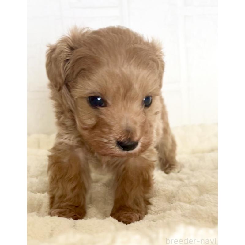 販売中の北海道のマルプー:マルチーズ×トイプードル-427953の1枚目