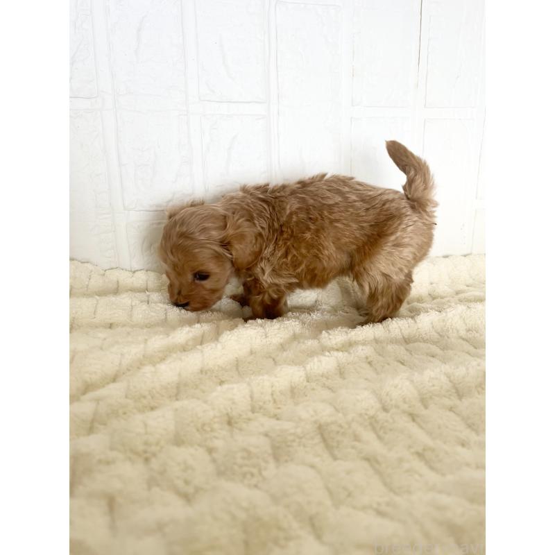 販売中の北海道のマルプー:マルチーズ×トイプードル-427953の5枚目