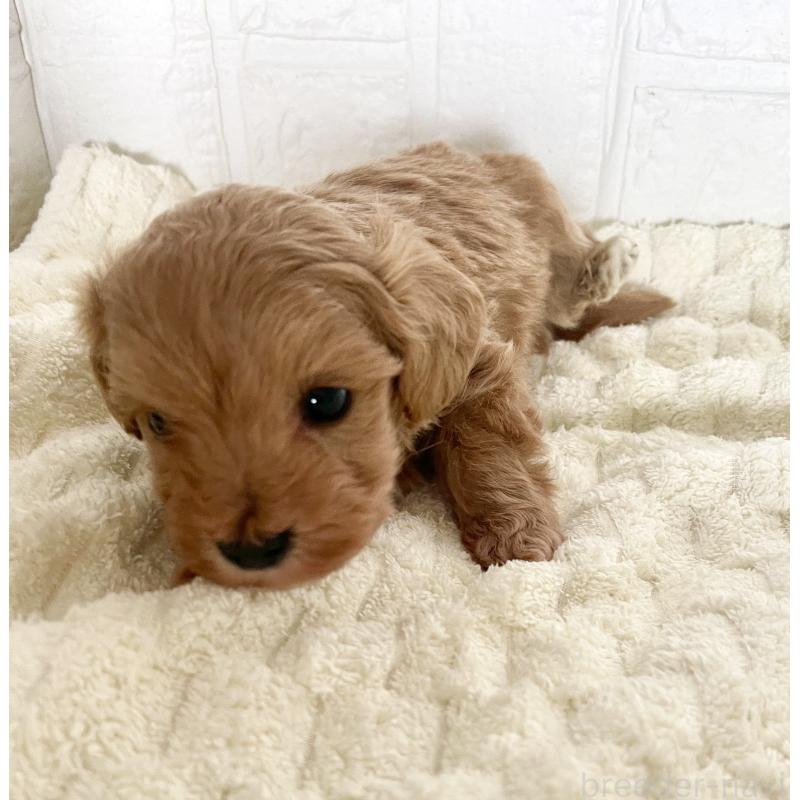 販売中の北海道のマルプー:マルチーズ×トイプードル-427953の3枚目