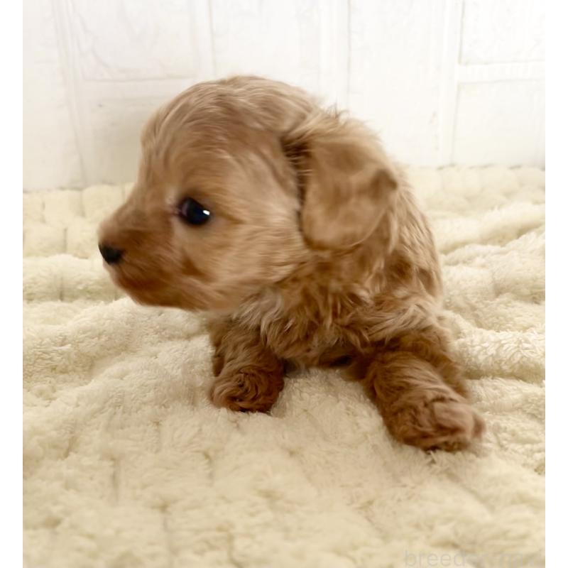 販売中の北海道のマルプー:マルチーズ×トイプードル-427953の2枚目