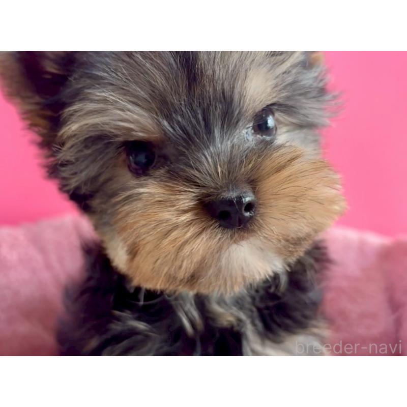 販売中の東京都のヨークシャーテリア-427952の1枚目