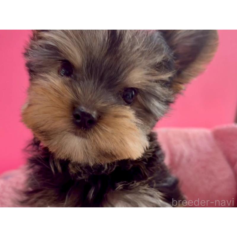 販売中の東京都のヨークシャーテリア-427952の10枚目