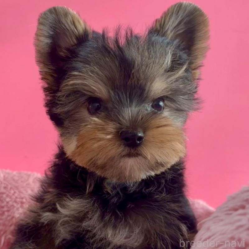 販売中の東京都のヨークシャーテリア-427952の9枚目