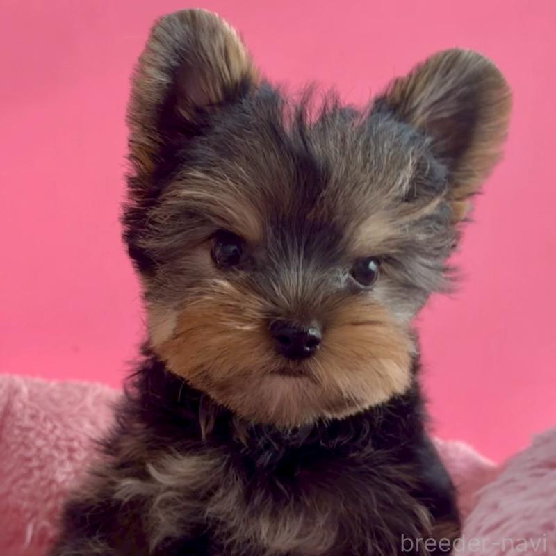 販売中の東京都のヨークシャーテリア-427952の8枚目