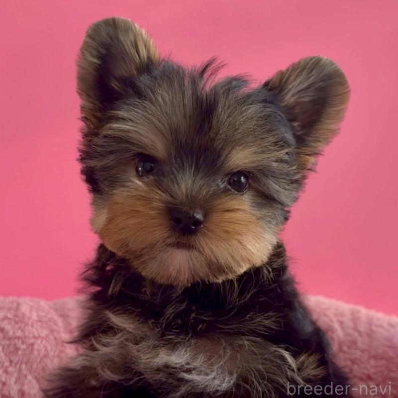 販売中の東京都のヨークシャーテリア-427952の5枚目