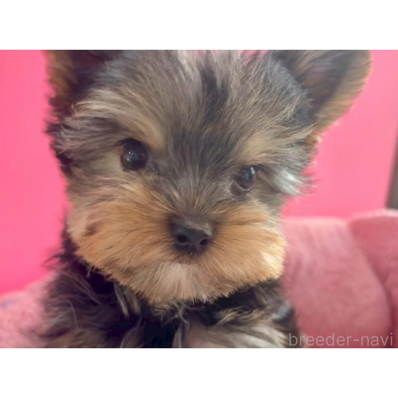 販売中の東京都のヨークシャーテリア-427952の6枚目