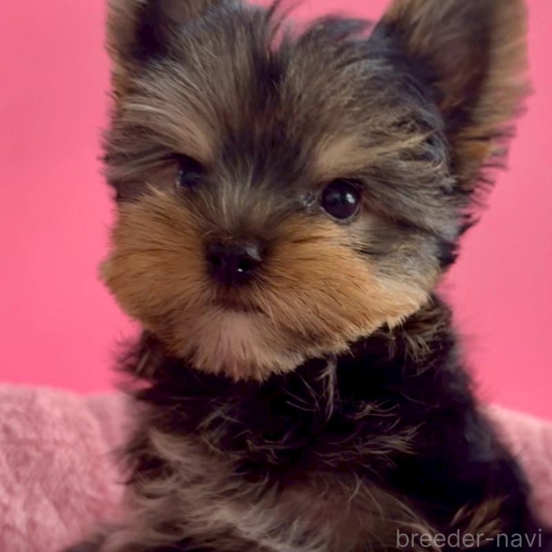 販売中の東京都のヨークシャーテリア-427952の3枚目