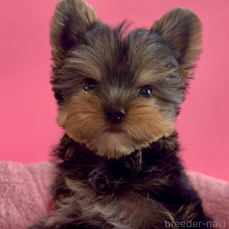 販売中の東京都のヨークシャーテリア-427952の2枚目