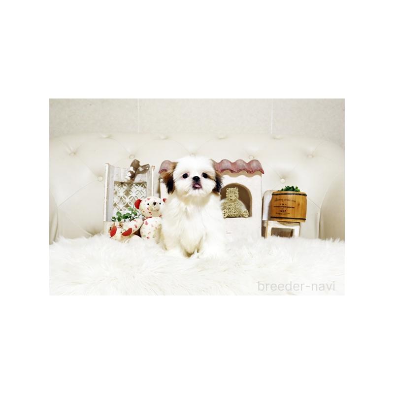 成約済の佐賀県のシーズー-417933の4枚目