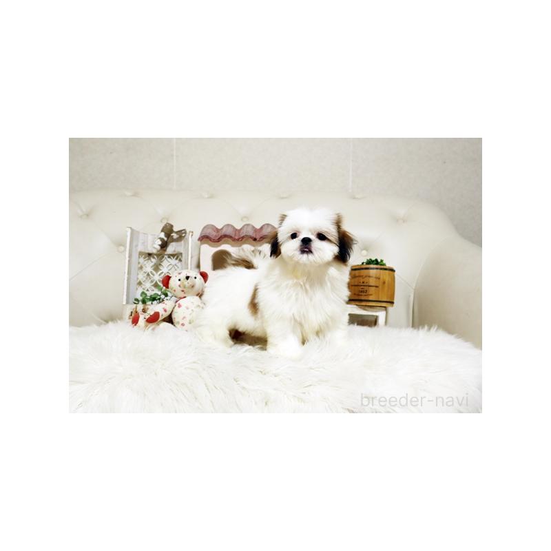 成約済の佐賀県のシーズー-417933の3枚目